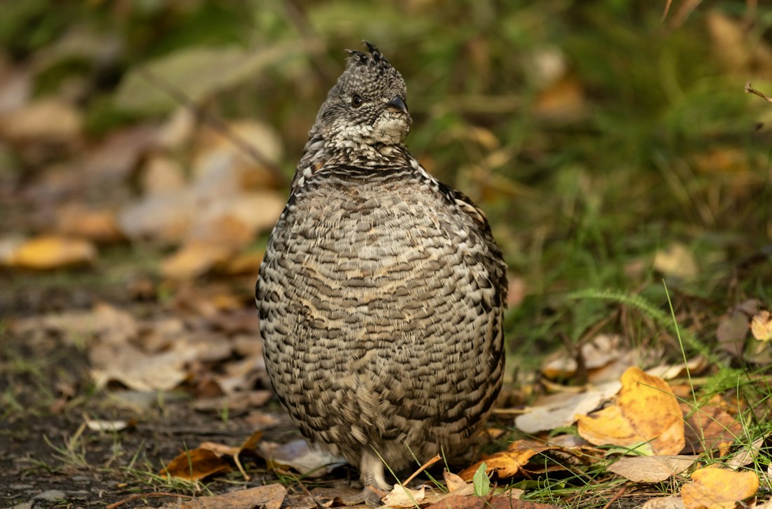 A ruffed grouse standing in fall leaves on the forest floor